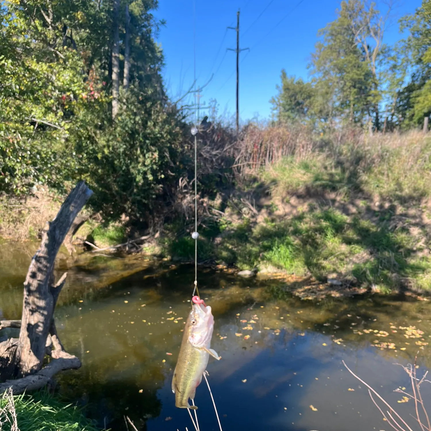 Creek chub caught on Fishbrain