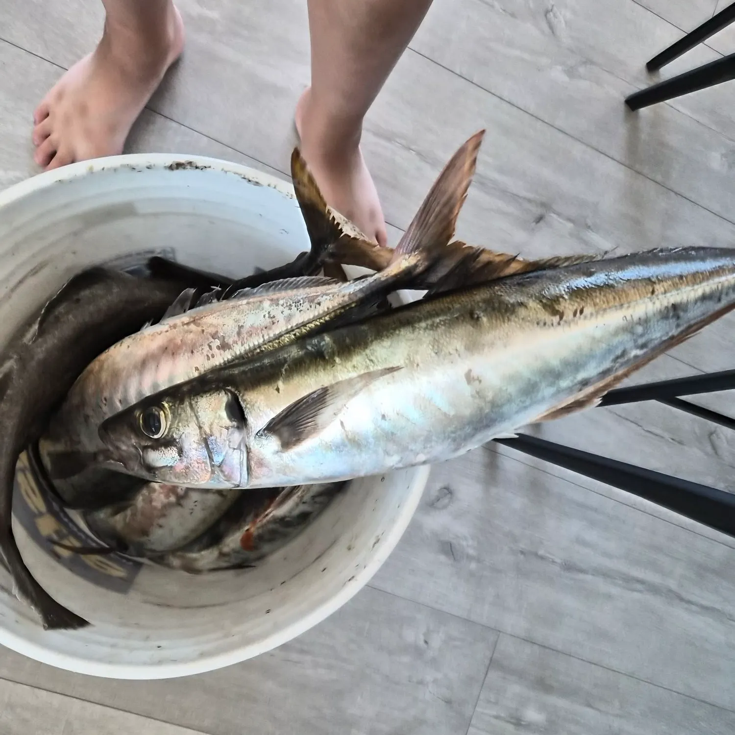 The most recent Pacific jack mackerel catches on Fishbrain