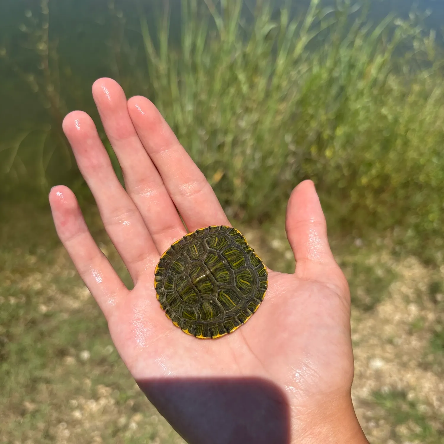 The most recent Pond slider catches on Fishbrain