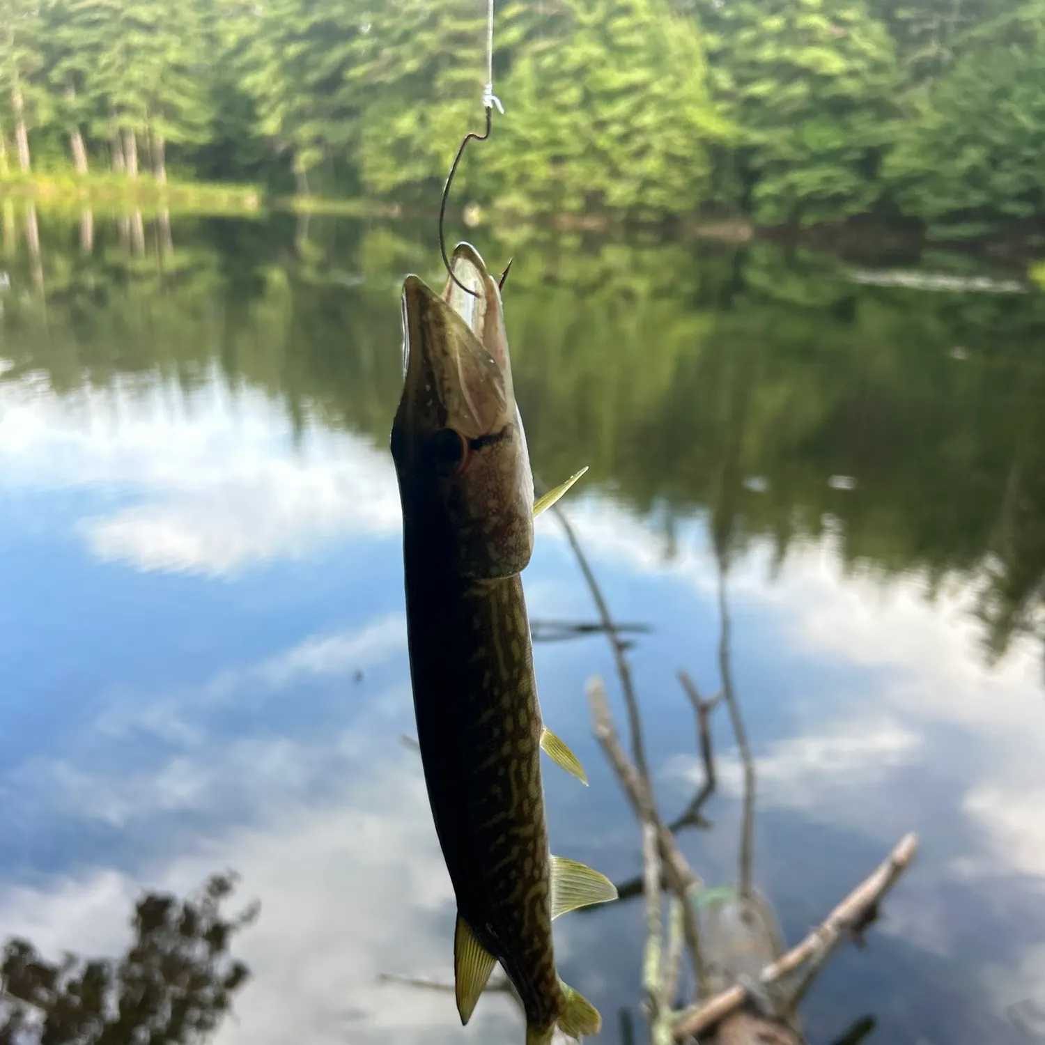 Chain pickerel caught on Fishbrain