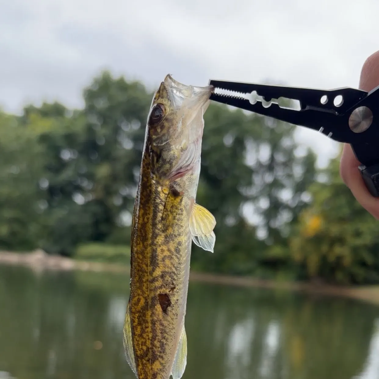 Walleye caught on Fishbrain
