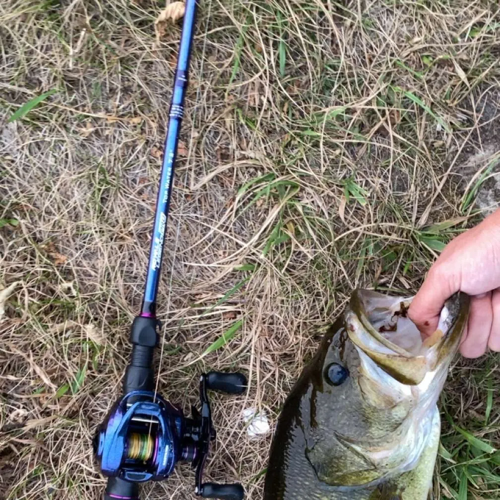 Largemouth bass caught on Fishbrain