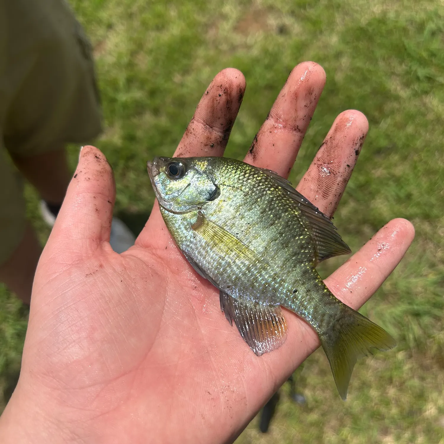 The most recent Bluegill catches on Fishbrain