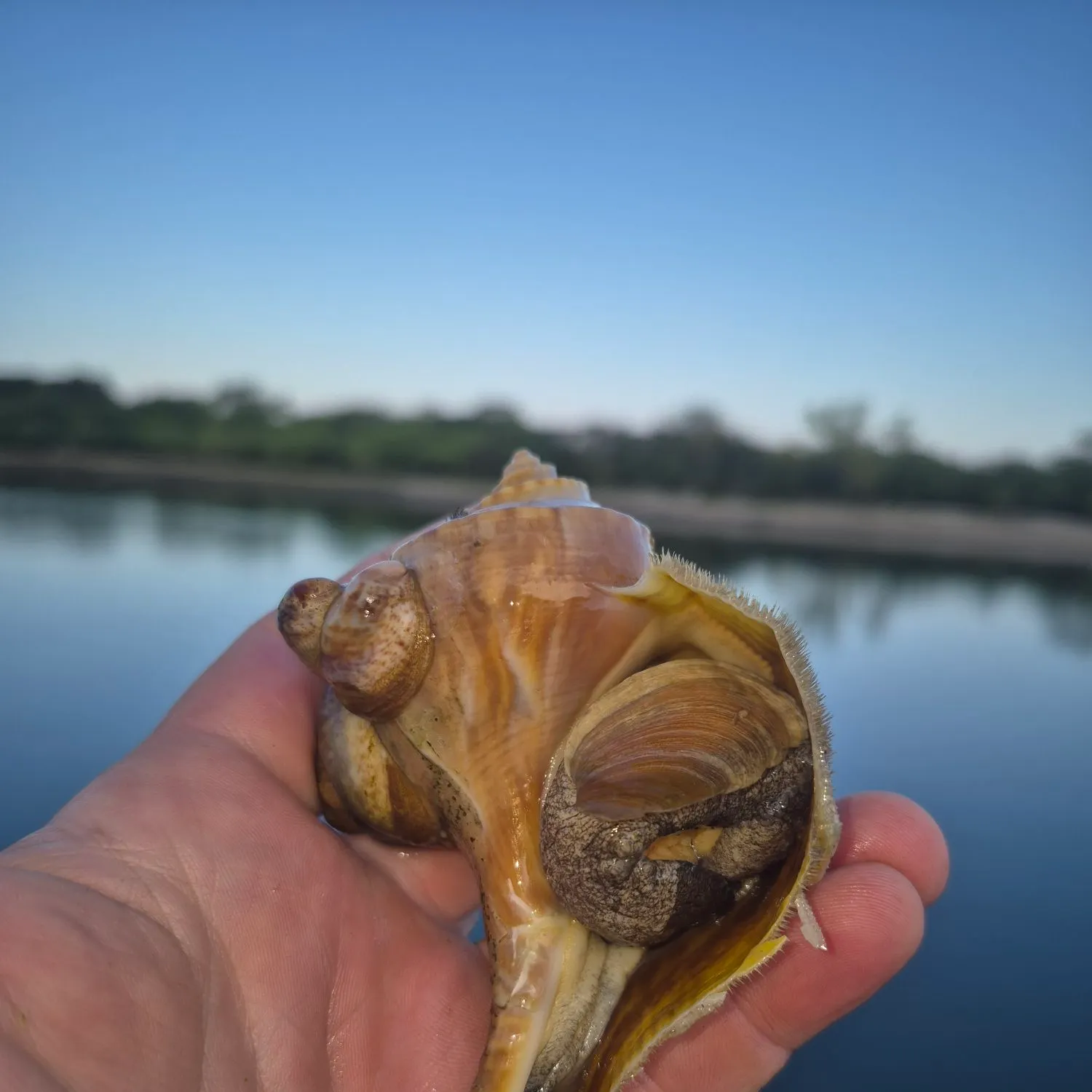 Fish caught on Fishbrain