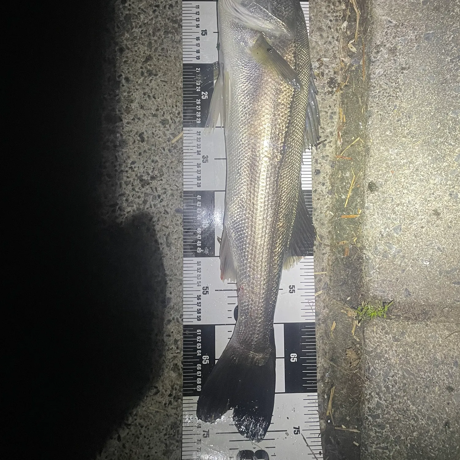 The most recent Japanese seabass catches on Fishbrain