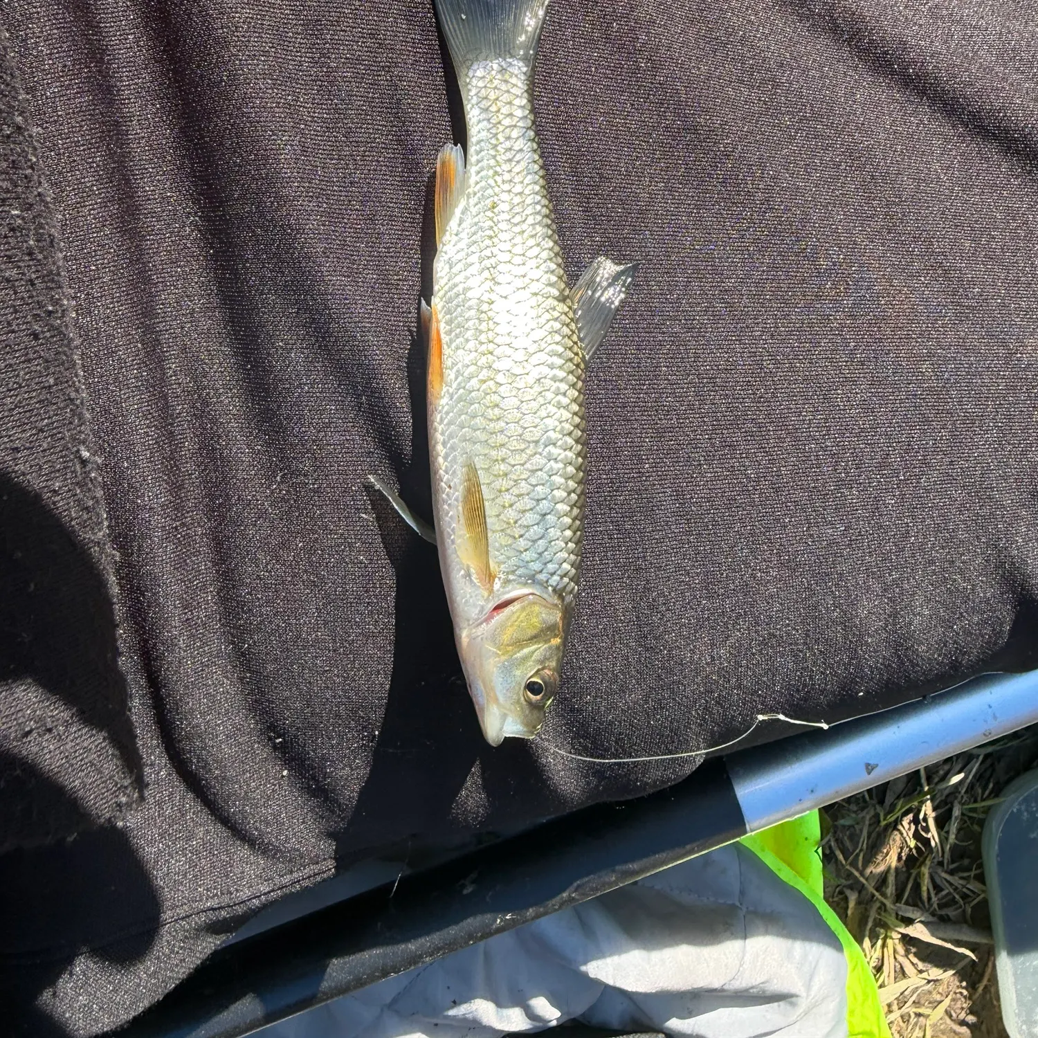 European chub caught on Fishbrain