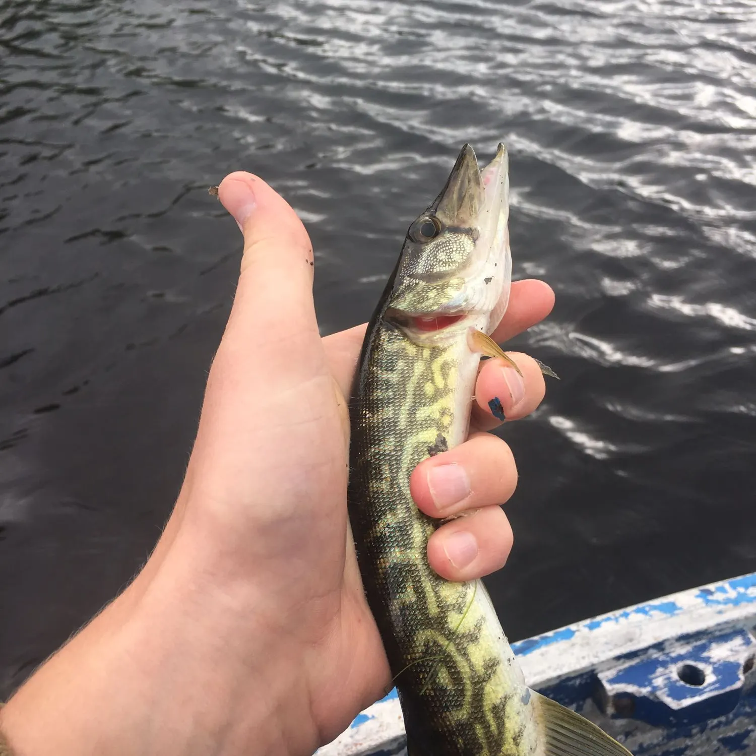 Chain pickerel caught on Fishbrain