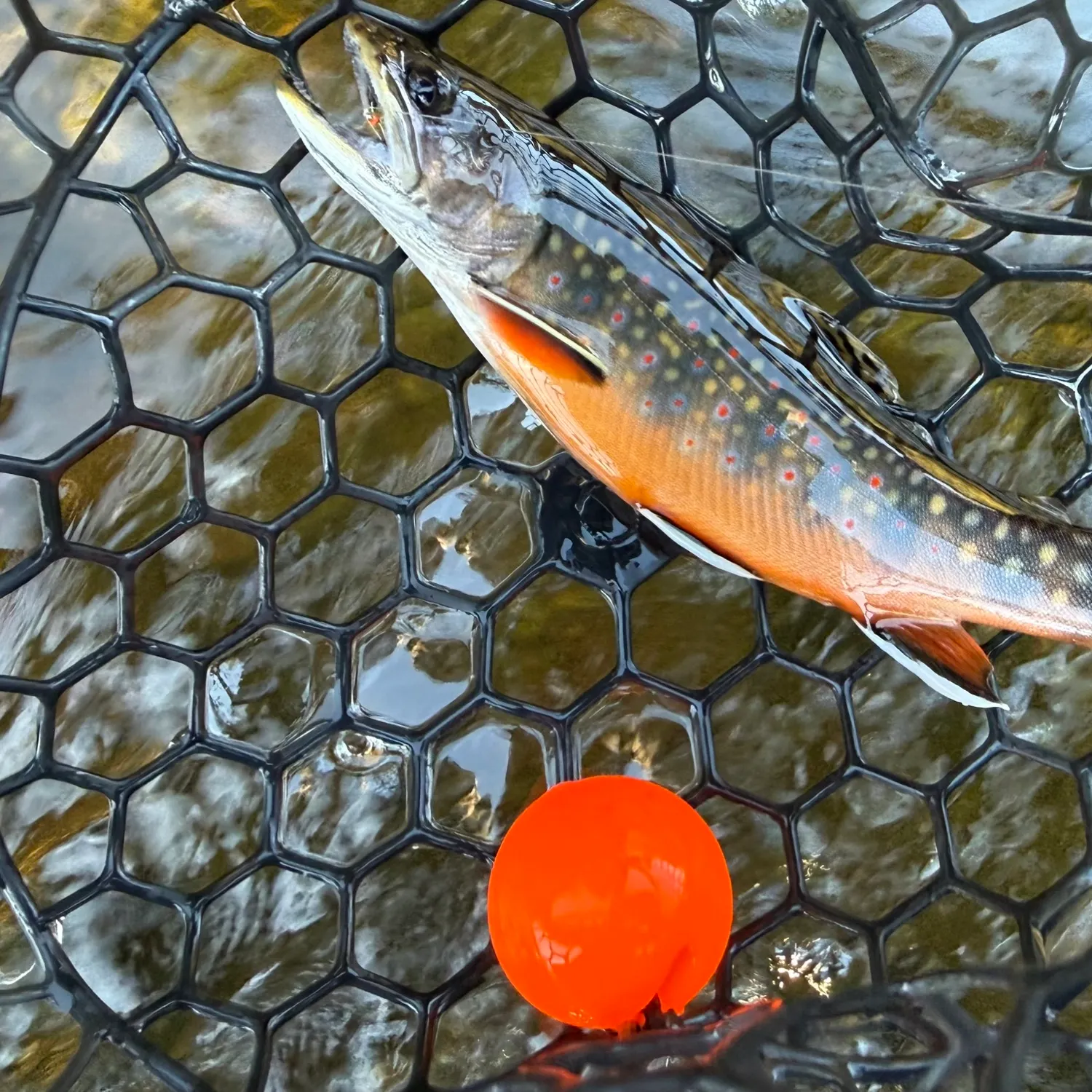 Brook trout caught on Fishbrain