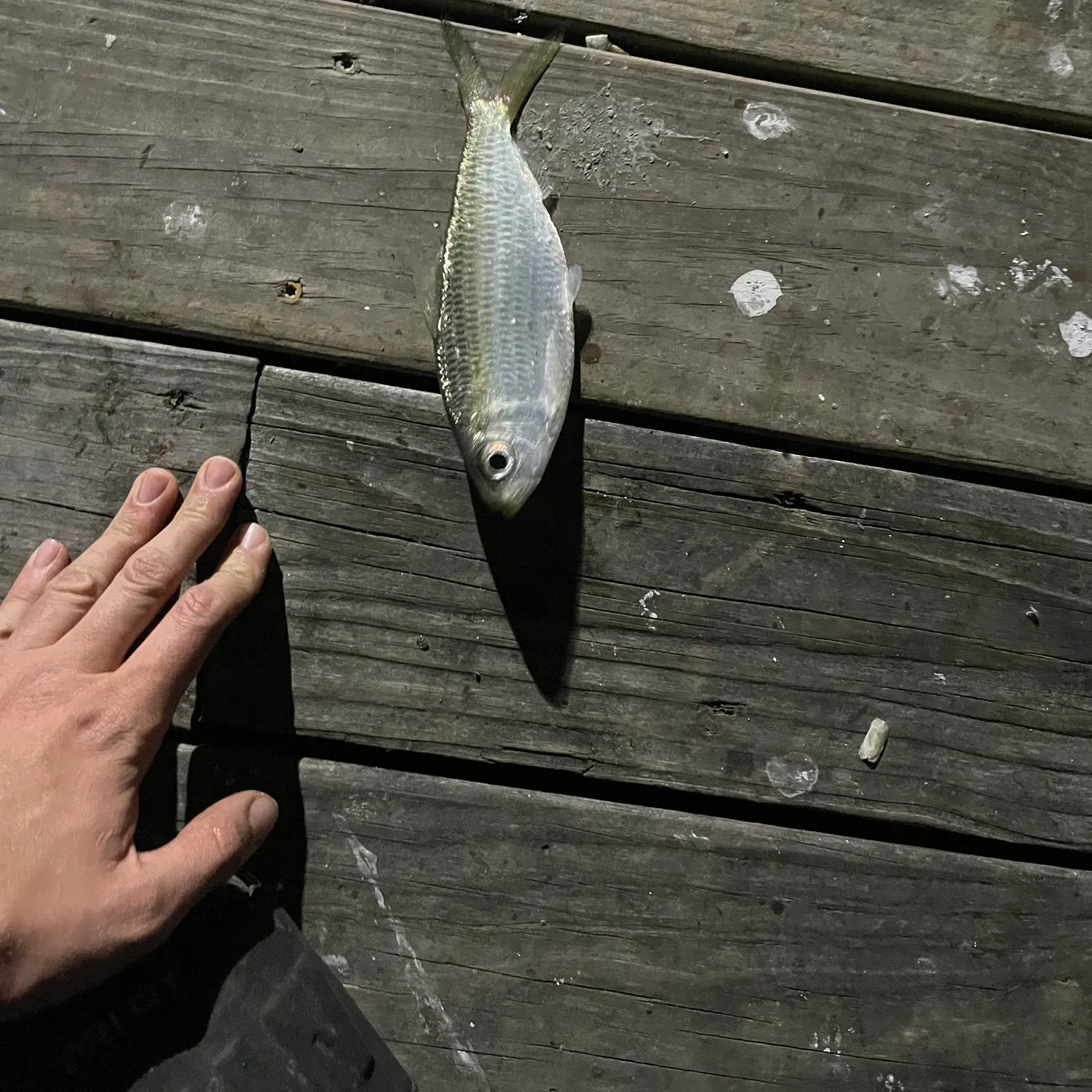 The most recent Scaled herring catches on Fishbrain