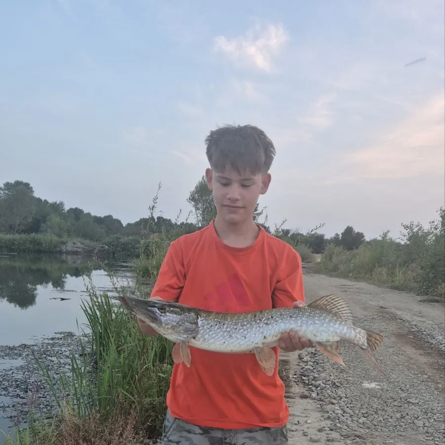Northern pike caught on Fishbrain