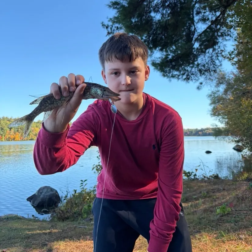 Chain pickerel caught on Fishbrain