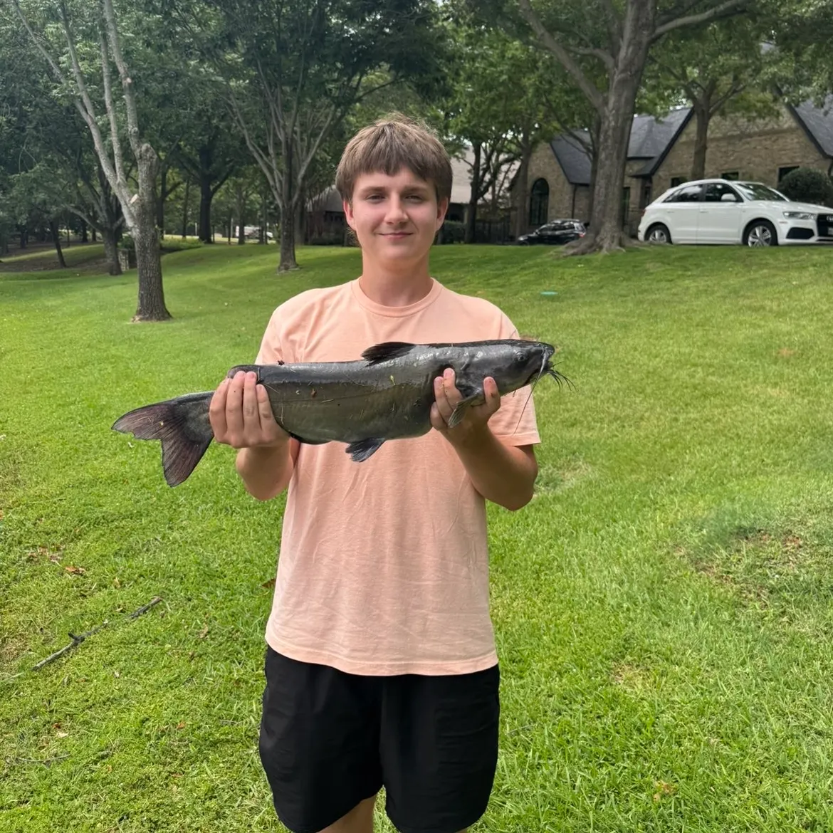 Channel catfish caught on Fishbrain