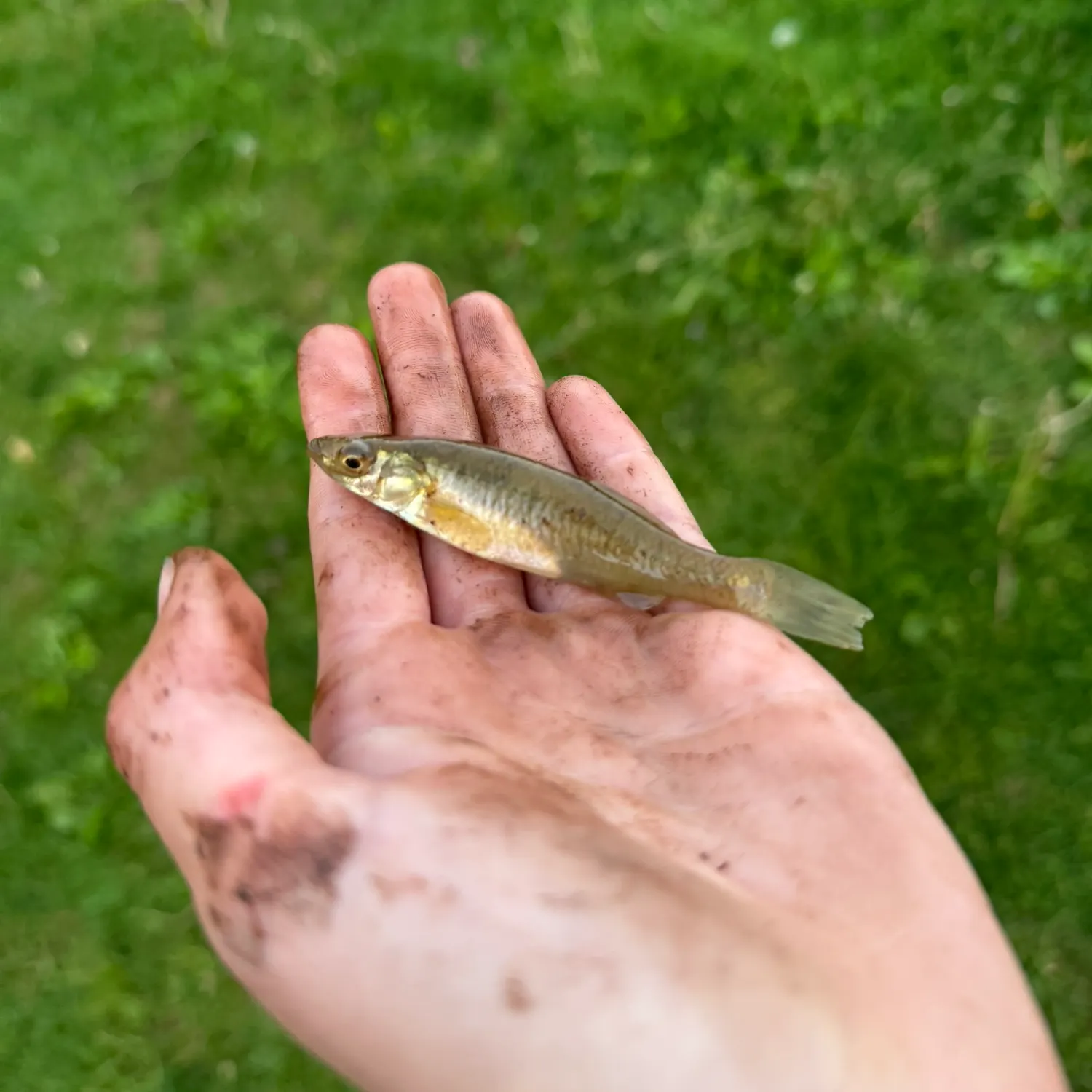 The most recent Bluntnose minnow catches on Fishbrain
