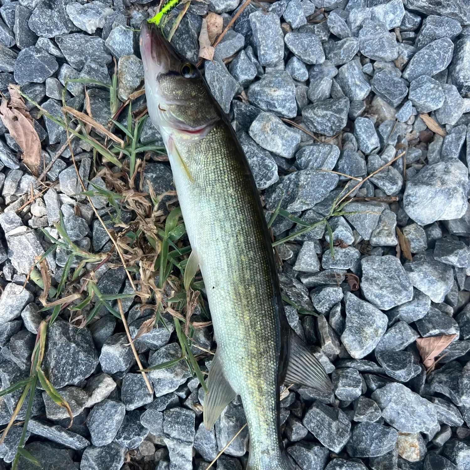 Chain pickerel caught on Fishbrain