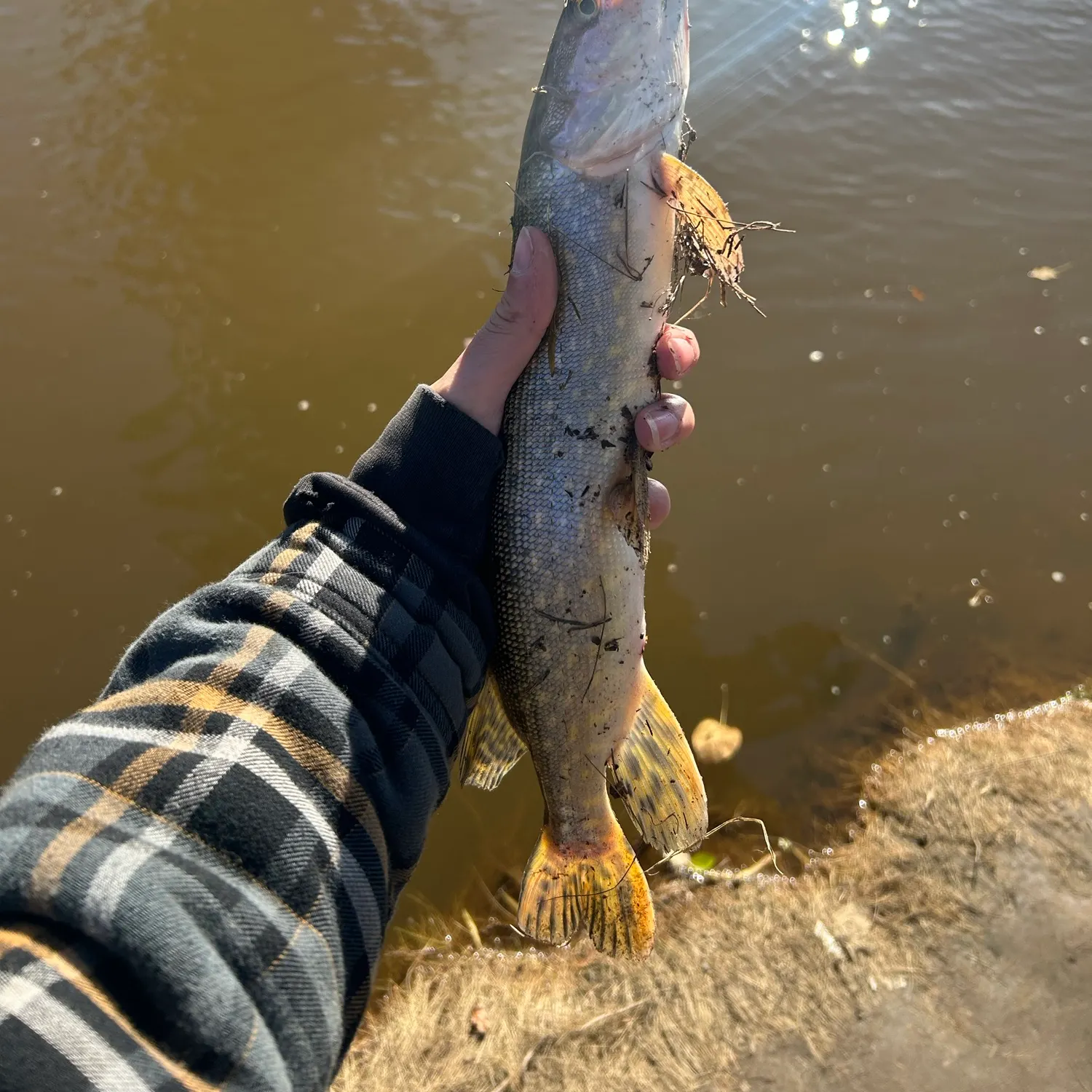 Northern pike caught on Fishbrain