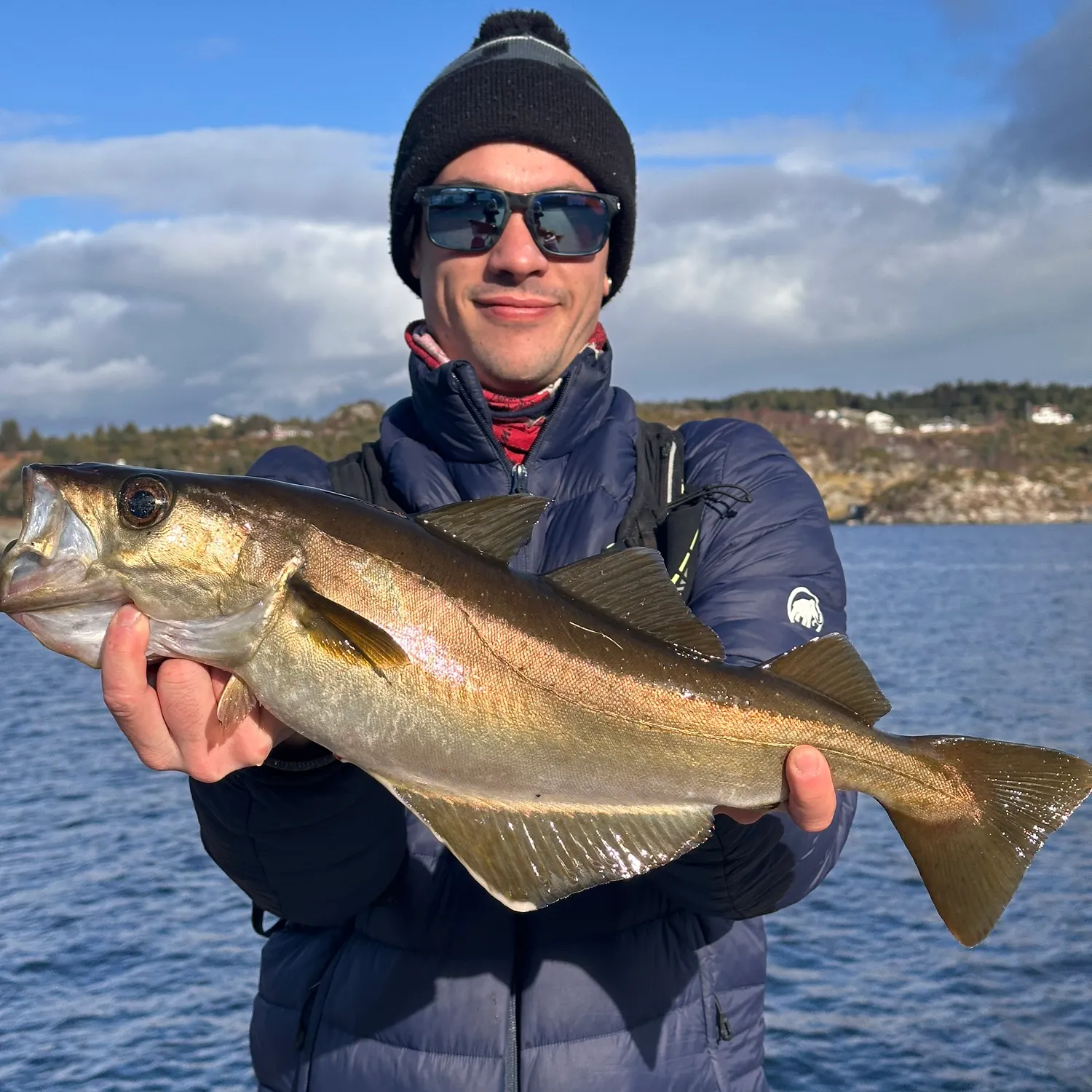 The most recent Pollack catches on Fishbrain