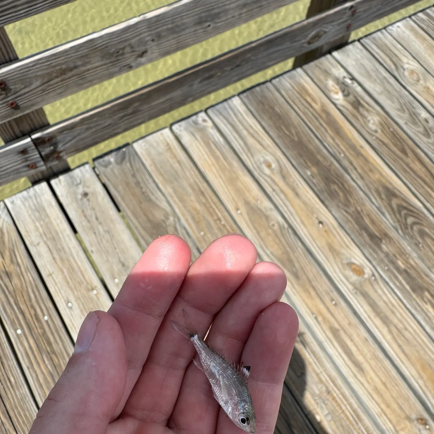 The most recent Atlantic flagfin mojarra catches on Fishbrain