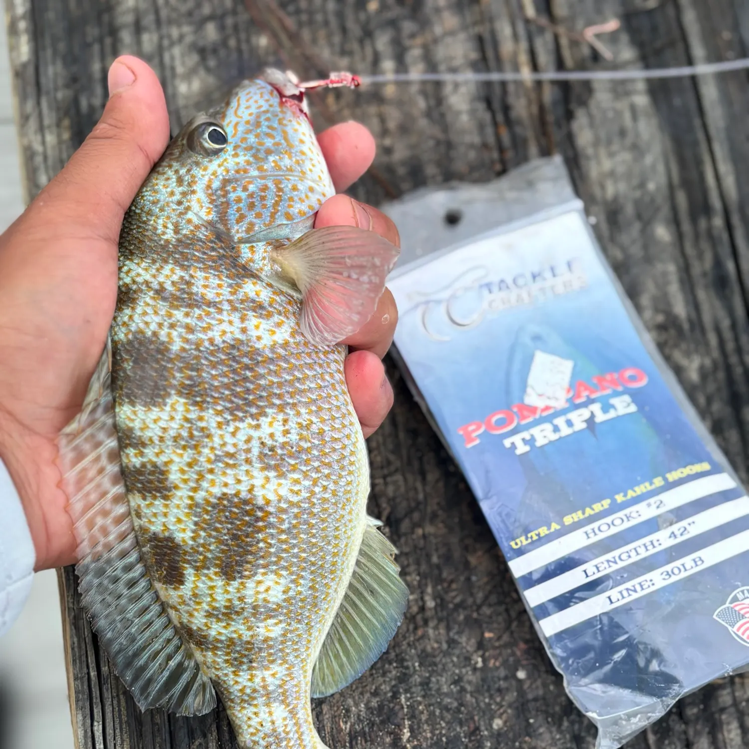 The most recent Pigfish catches on Fishbrain