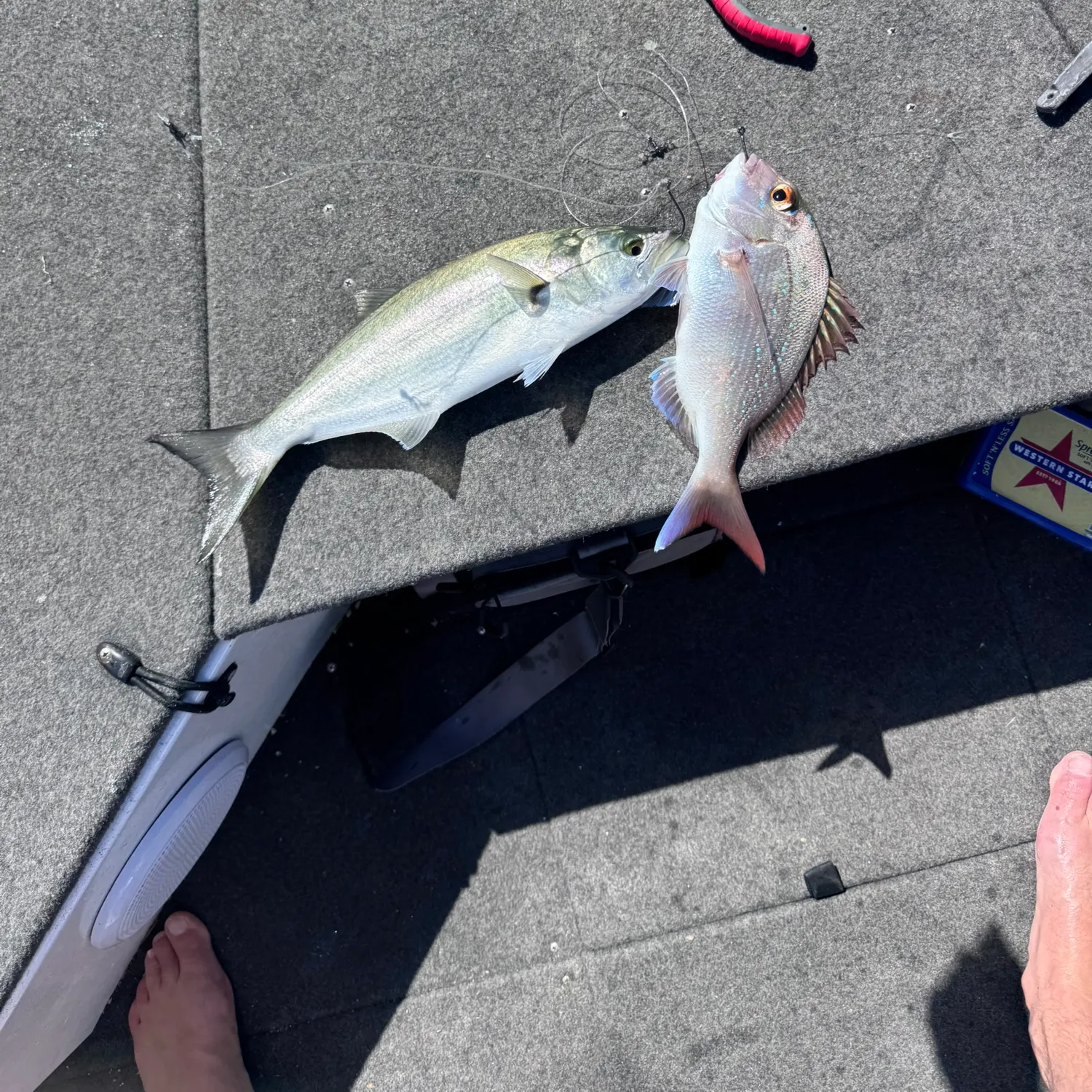 recently logged catches