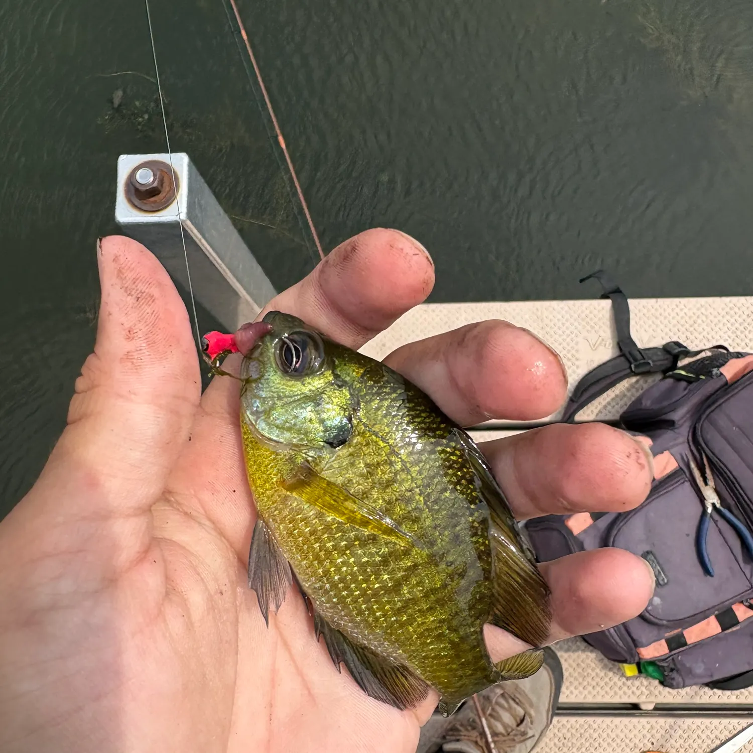 The most recent Bluegill catches on Fishbrain