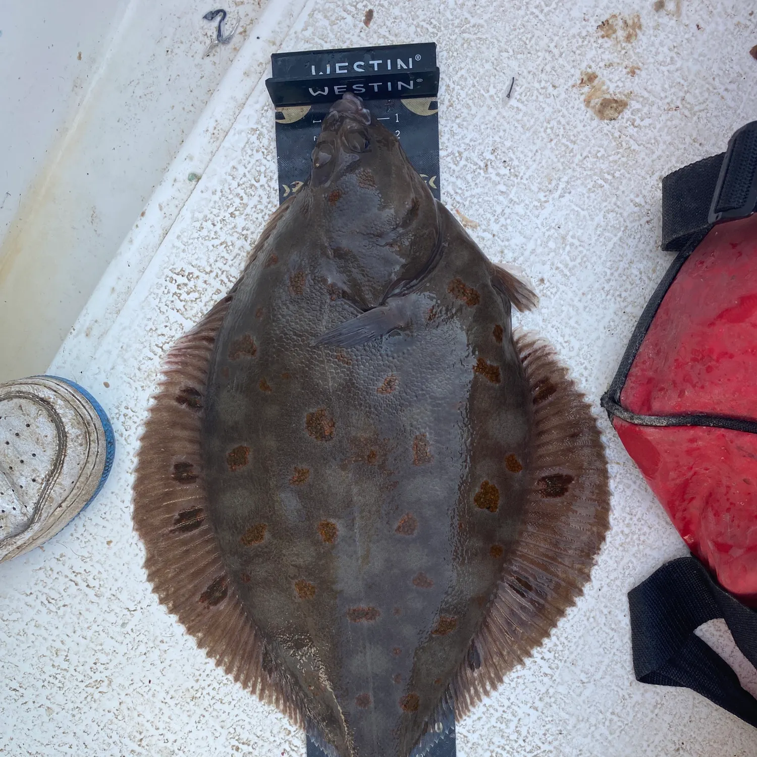 The most recent European plaice catches on Fishbrain