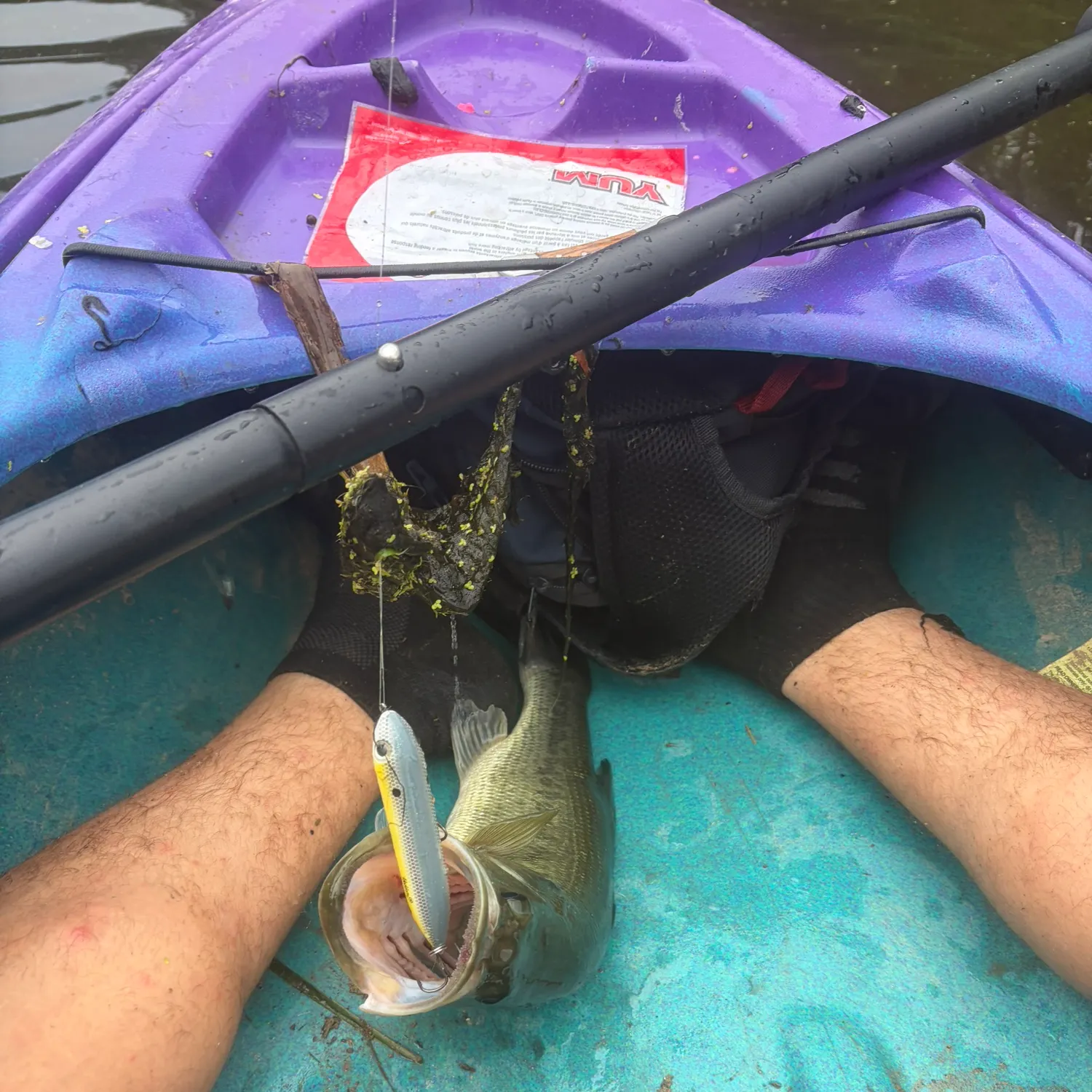 Largemouth bass caught on Fishbrain