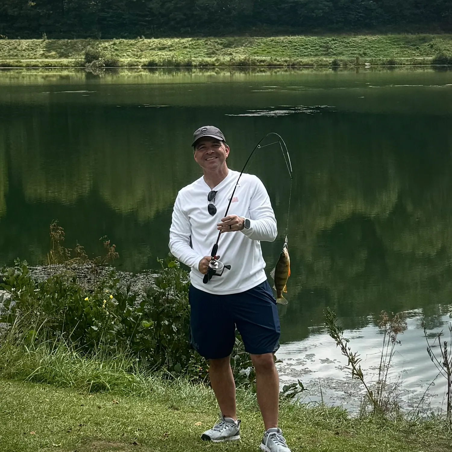Yellow perch caught on Fishbrain
