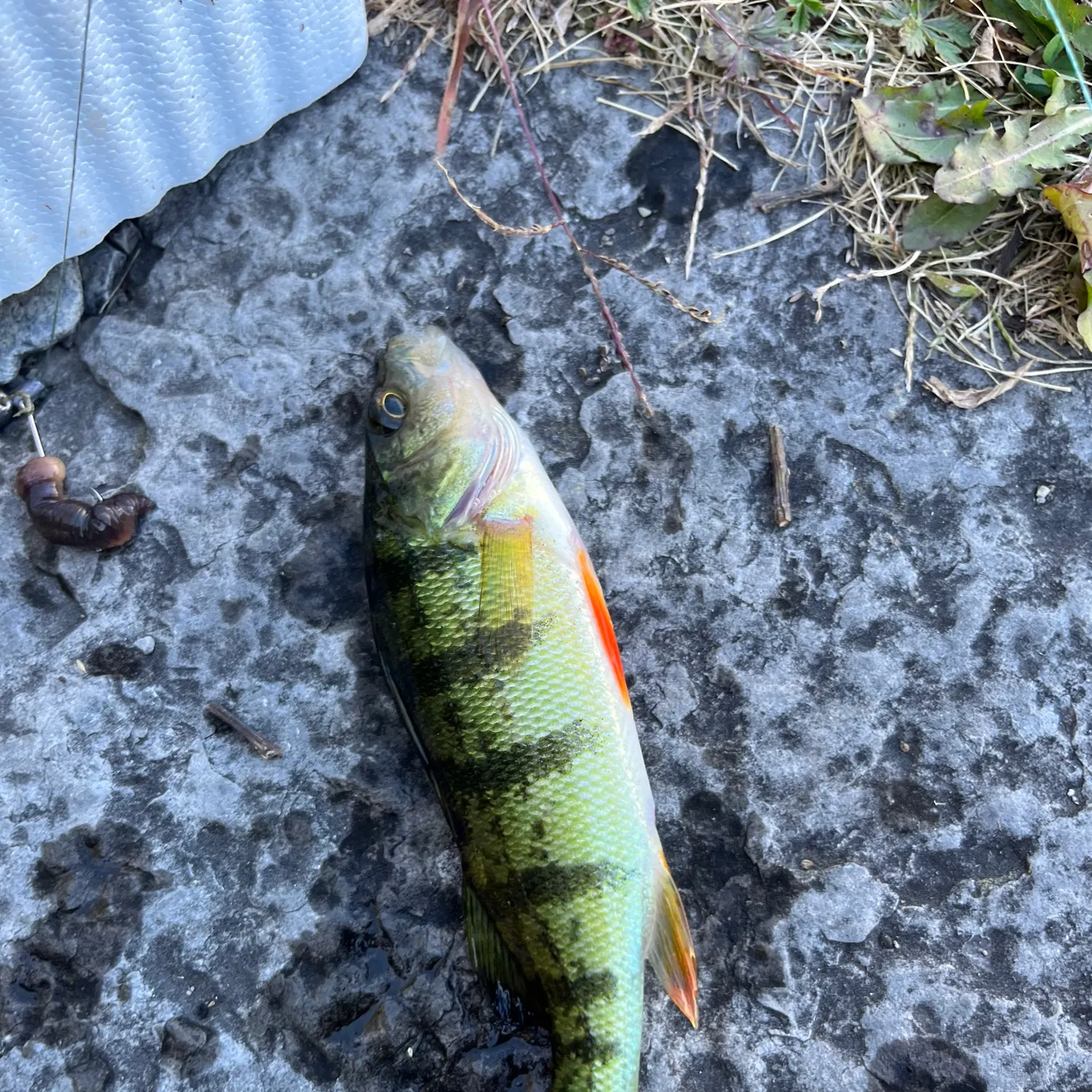 Yellow perch caught on Fishbrain
