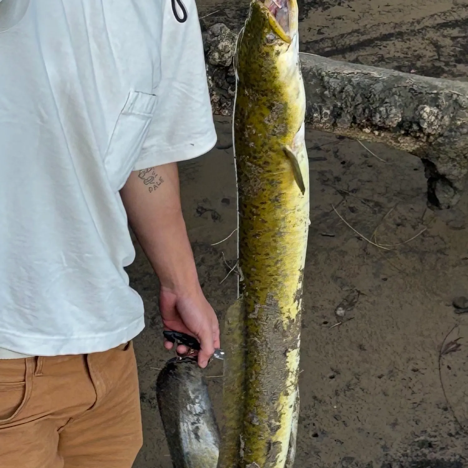 The most popular recent Speckled longfin eel catch on Fishbrain