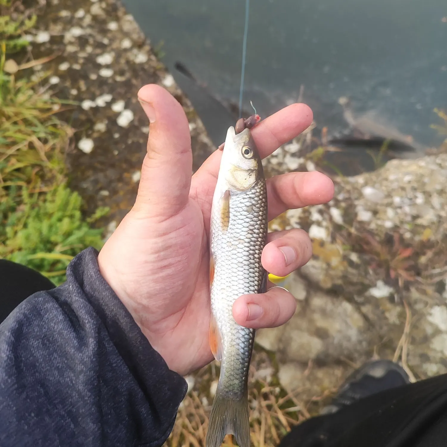 The most recent European chub catches on Fishbrain