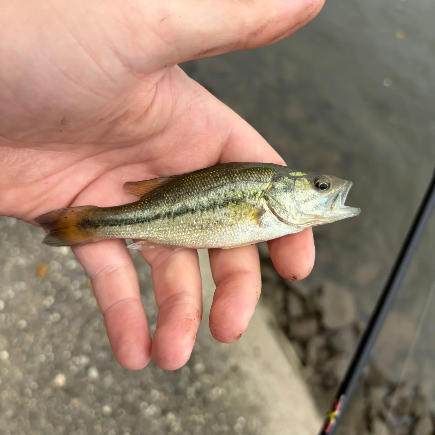 Largemouth bass caught on Fishbrain
