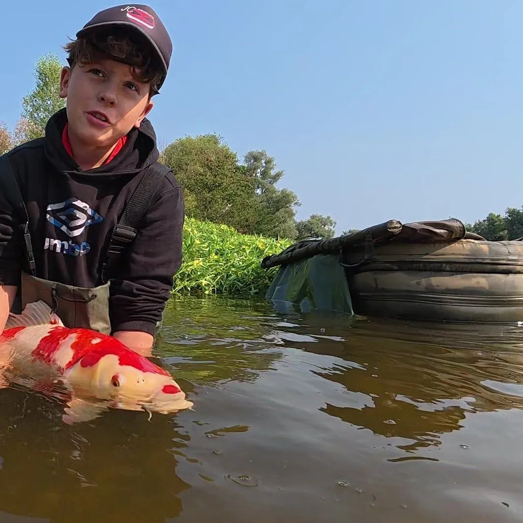 Koi carp caught on Fishbrain