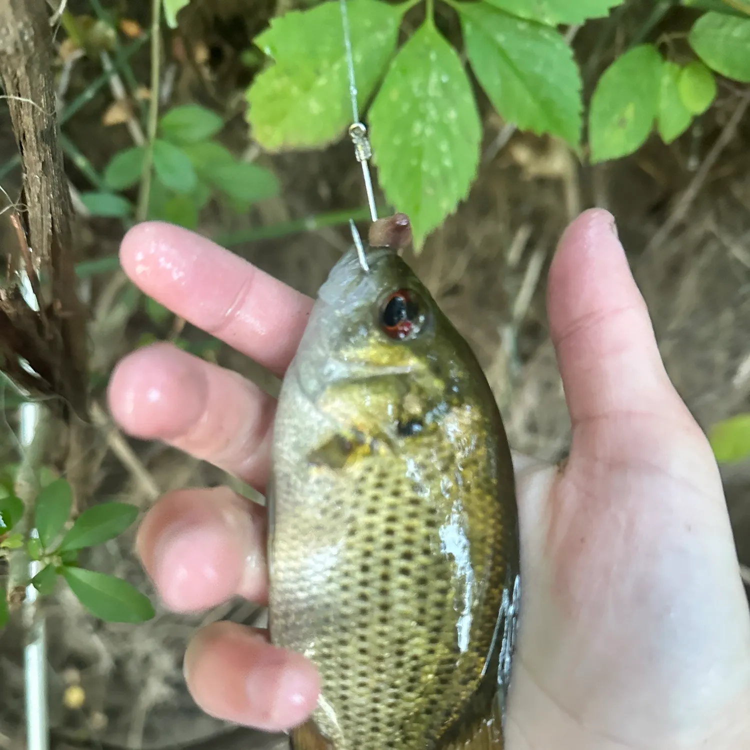 Rock bass caught on Fishbrain
