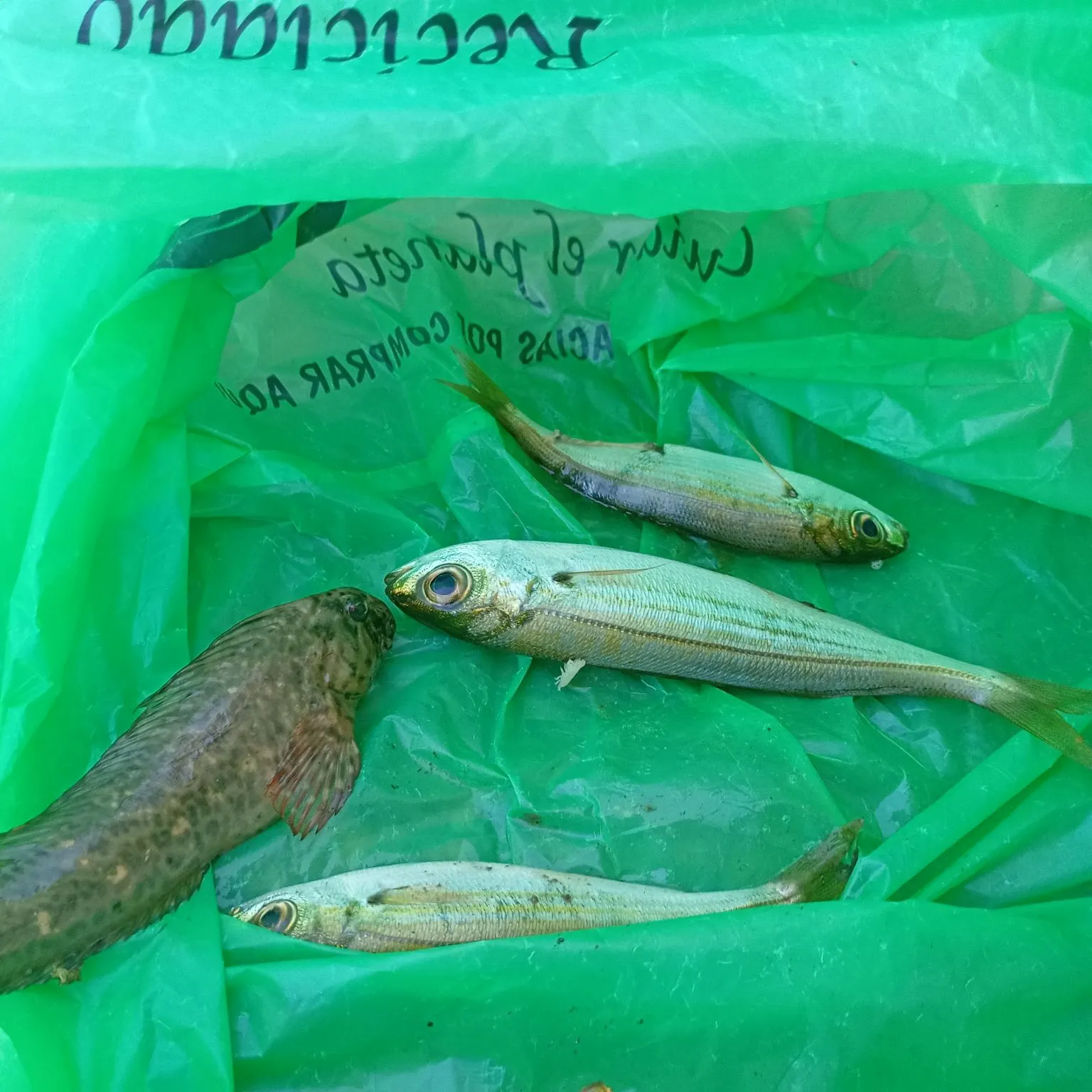 The most recent Tompot blenny catches on Fishbrain