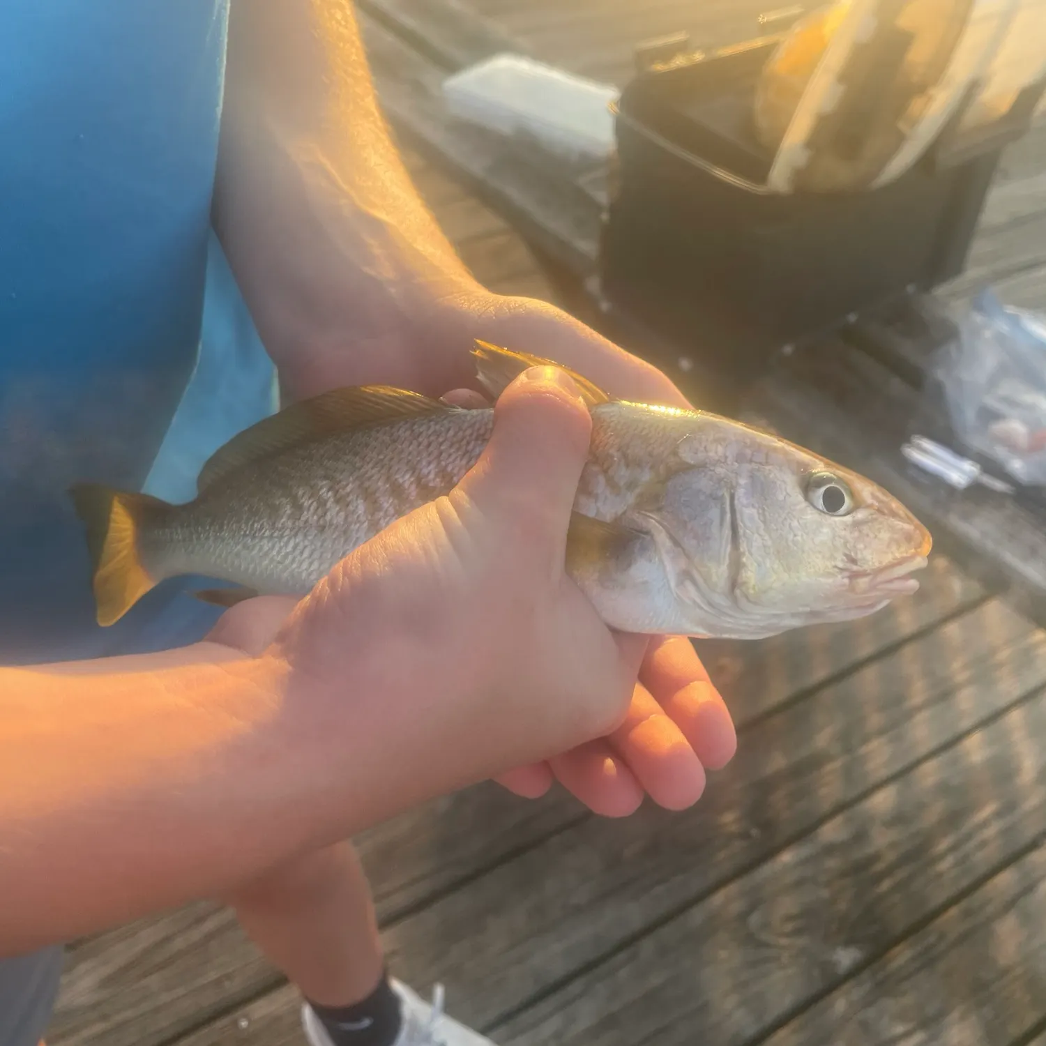 Atlantic croaker caught on Fishbrain