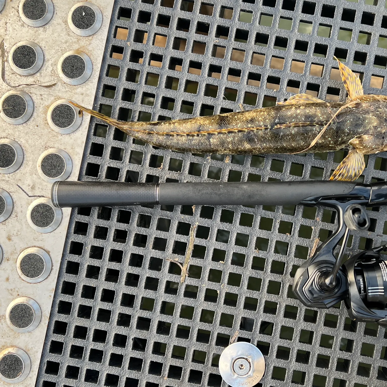 The most recent Dusky flathead catches on Fishbrain