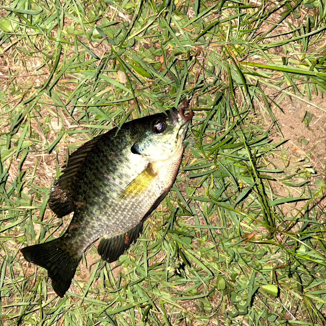 Bluegill caught on Fishbrain
