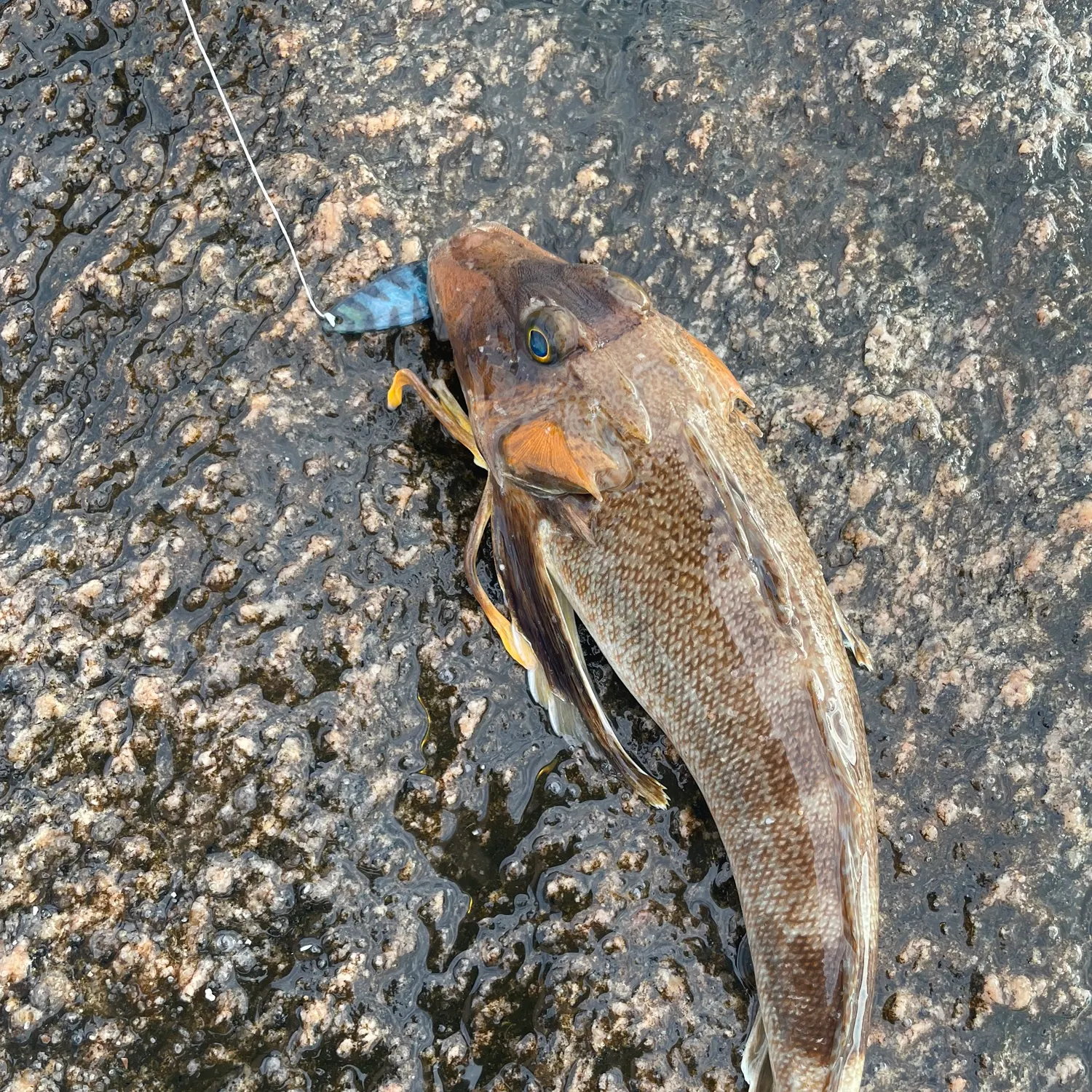 The most recent Northern searobin catches on Fishbrain