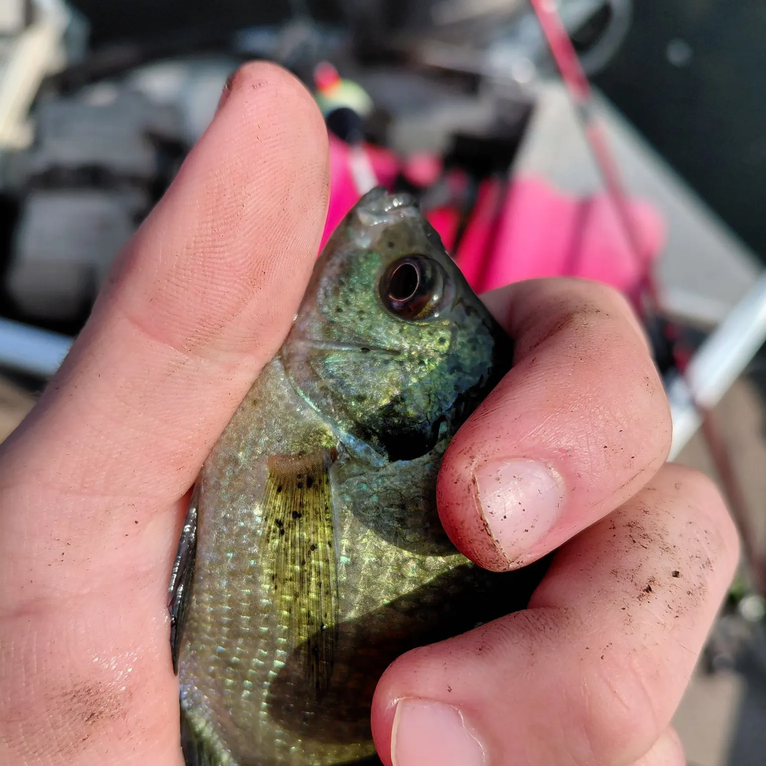 catch