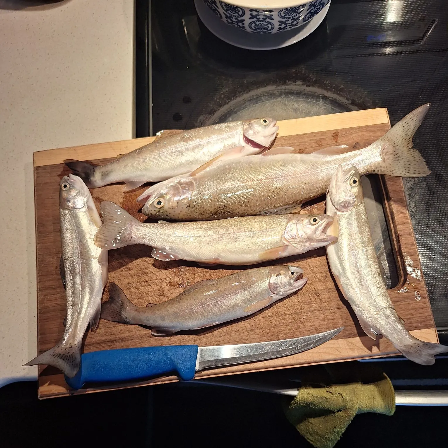 recently logged catches