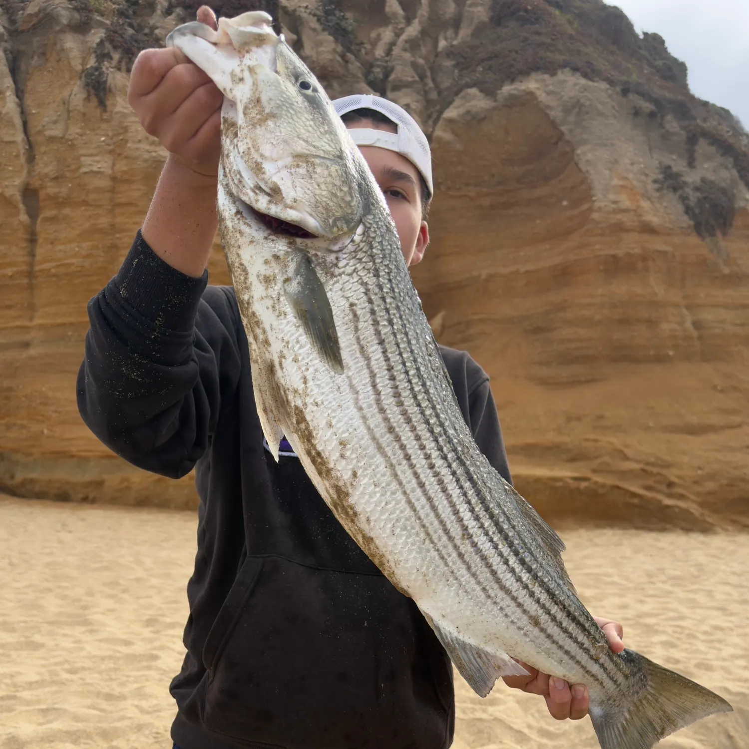 Striped bass caught on Fishbrain