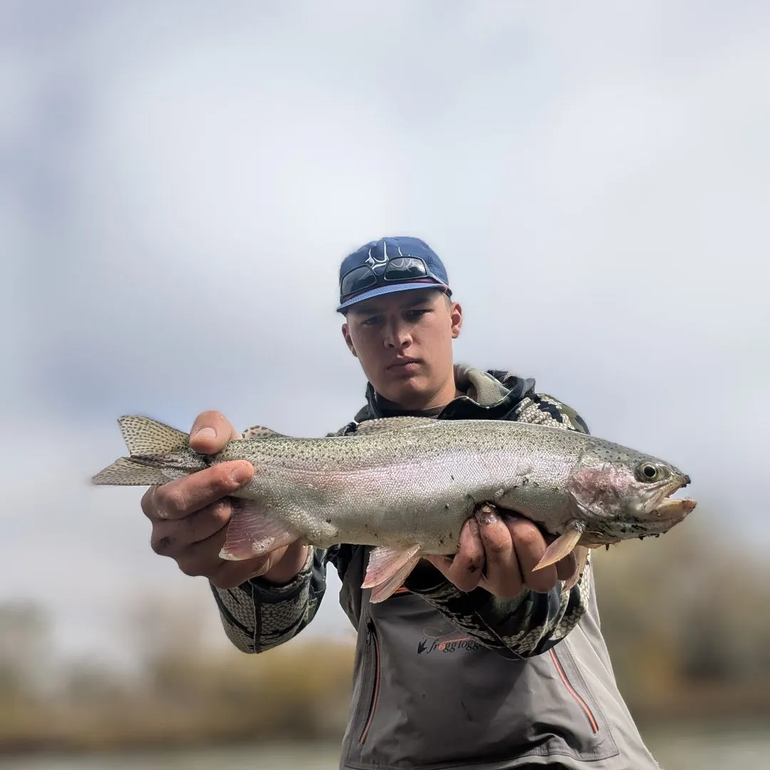 Cutbow caught on Fishbrain