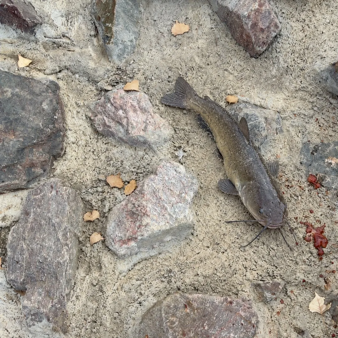 Channel catfish caught on Fishbrain