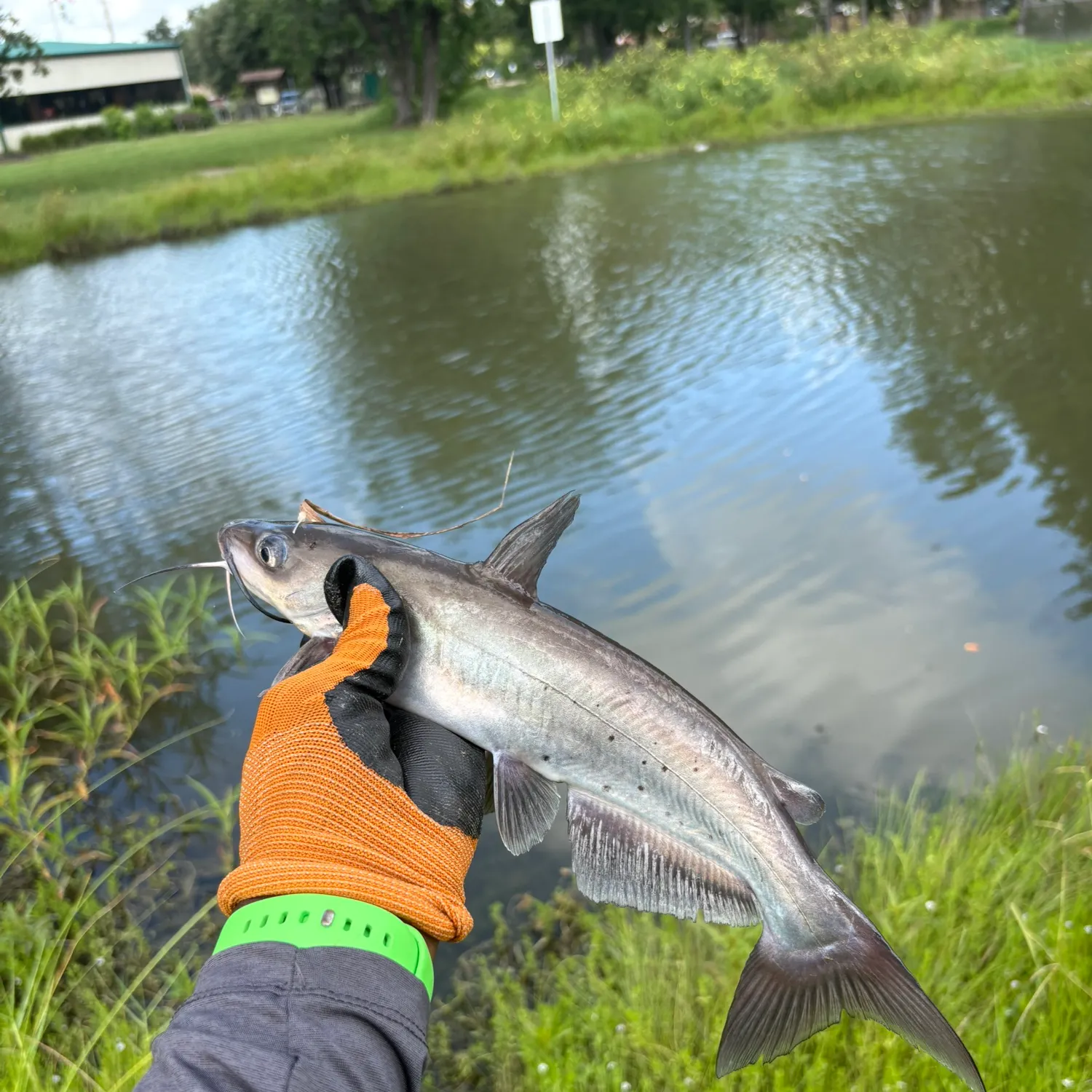 Channel catfish caught on Fishbrain