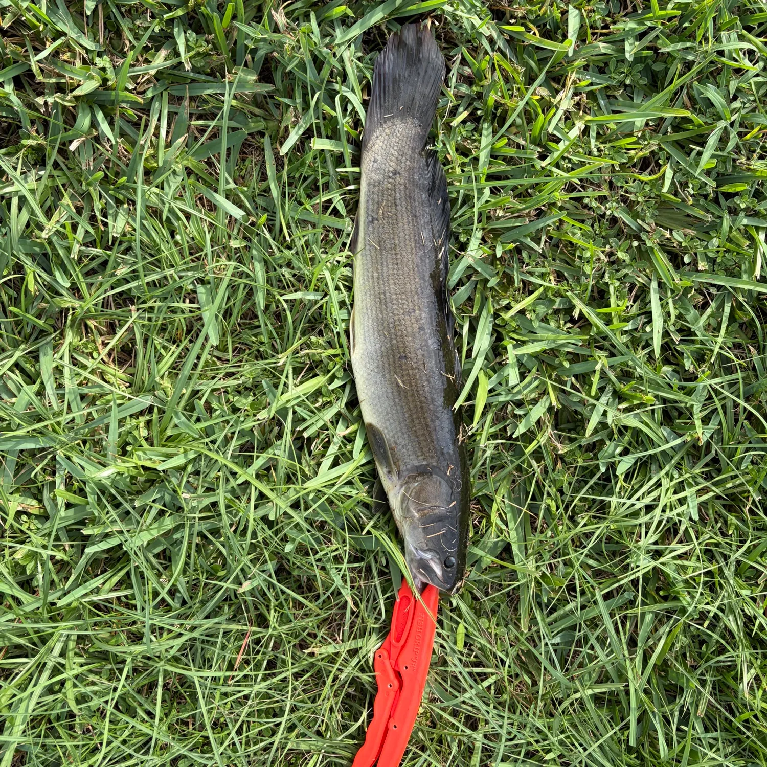 Ruddy bowfin caught on Fishbrain