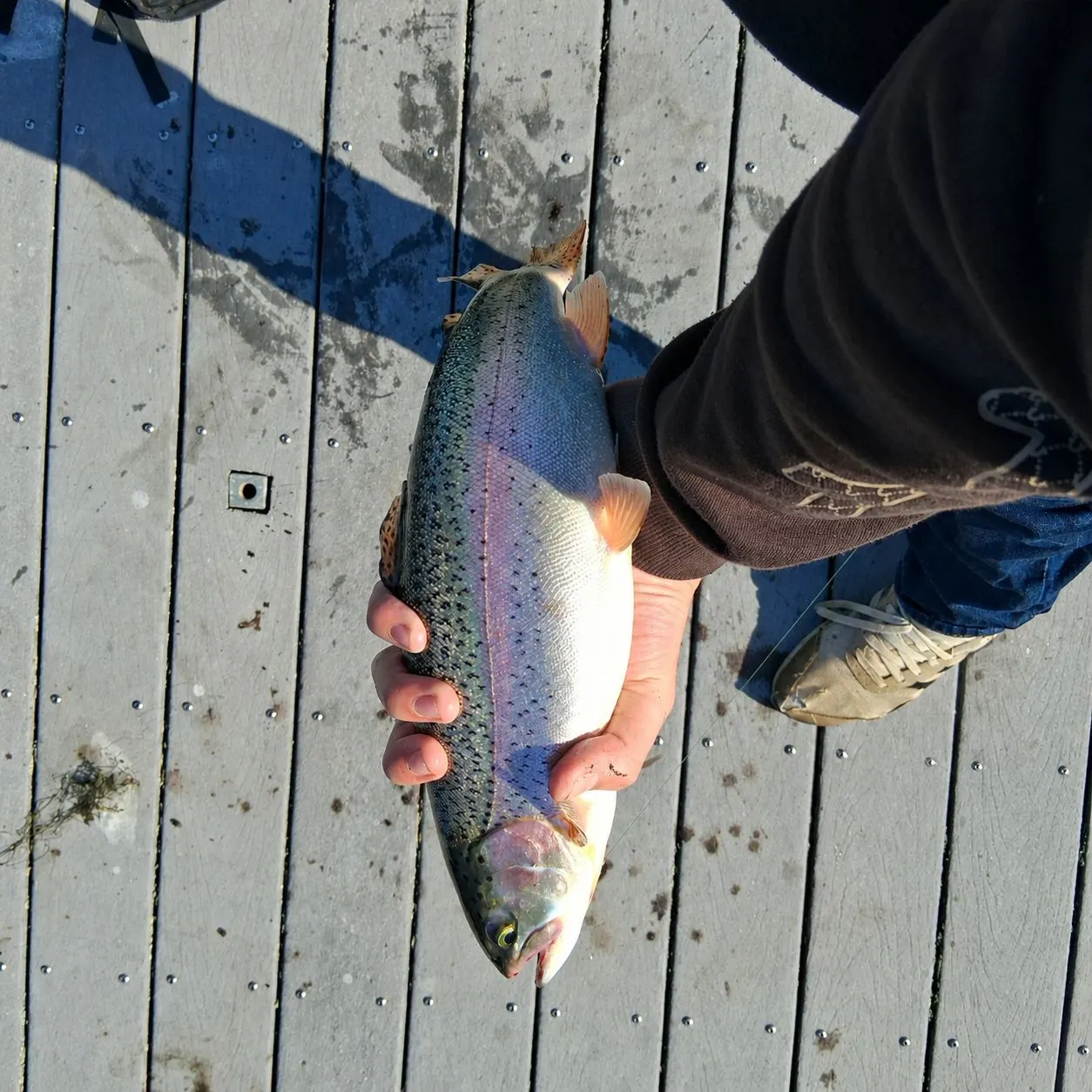 Rainbow trout caught on Fishbrain