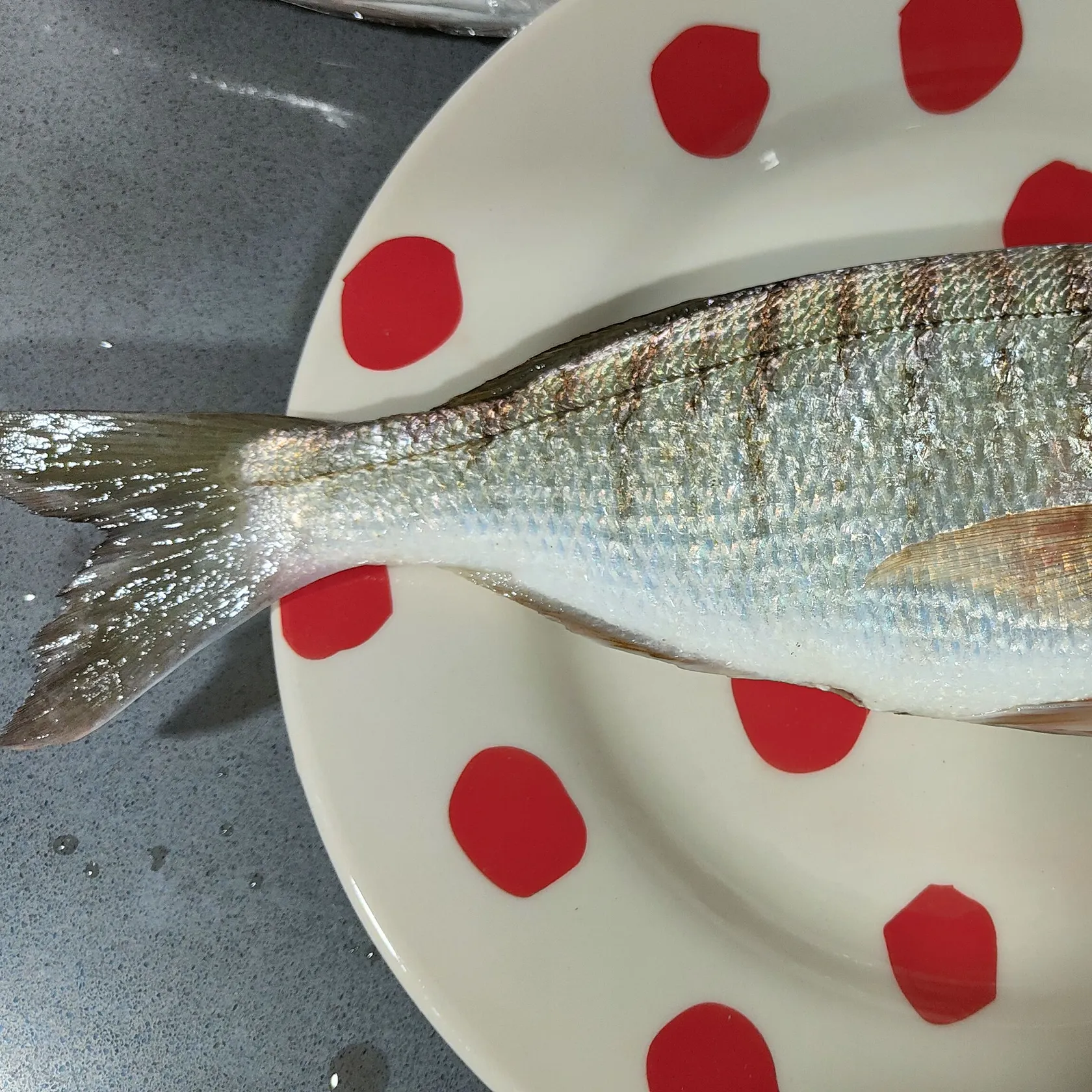 The most recent Striped seabream catches on Fishbrain