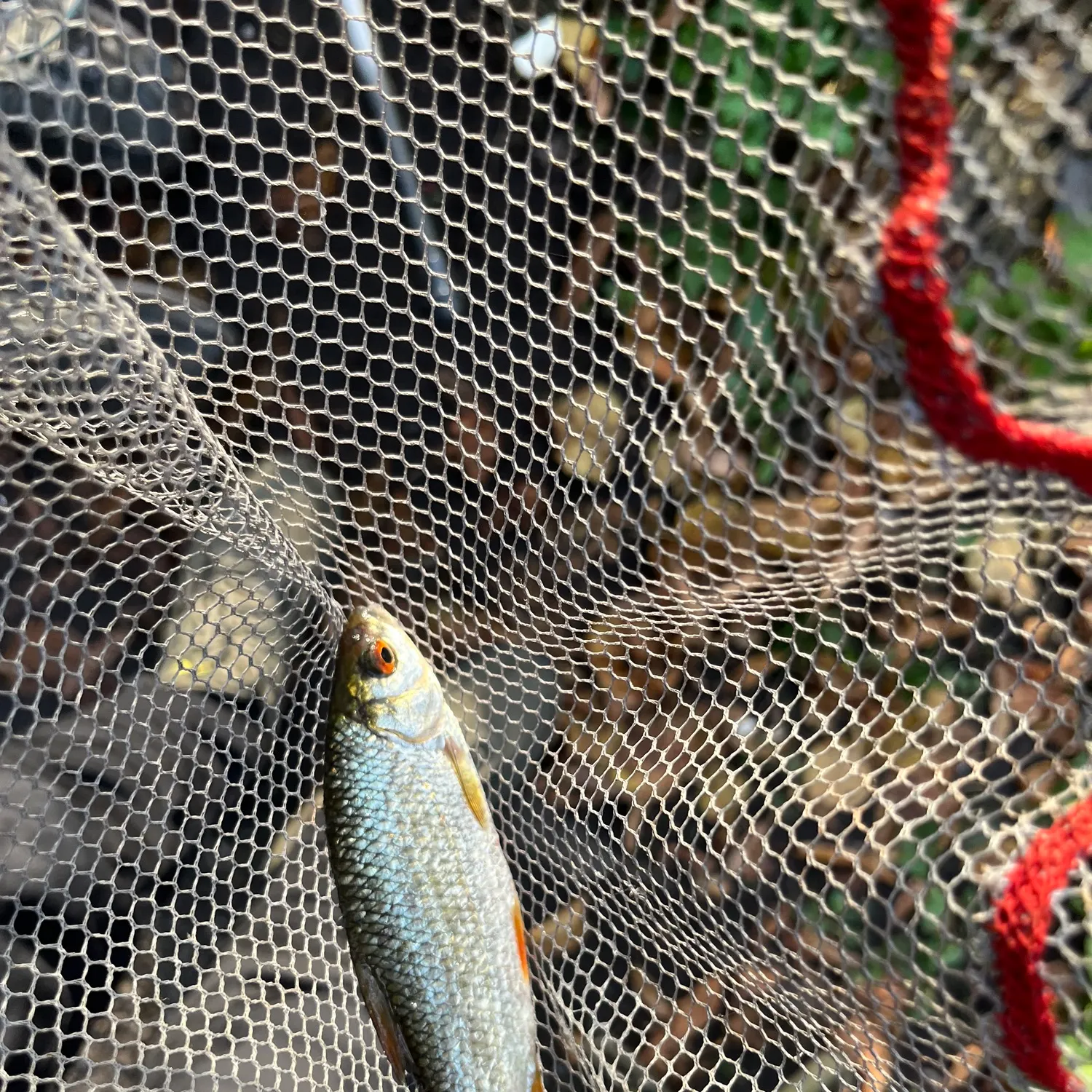 Common roach caught on Fishbrain