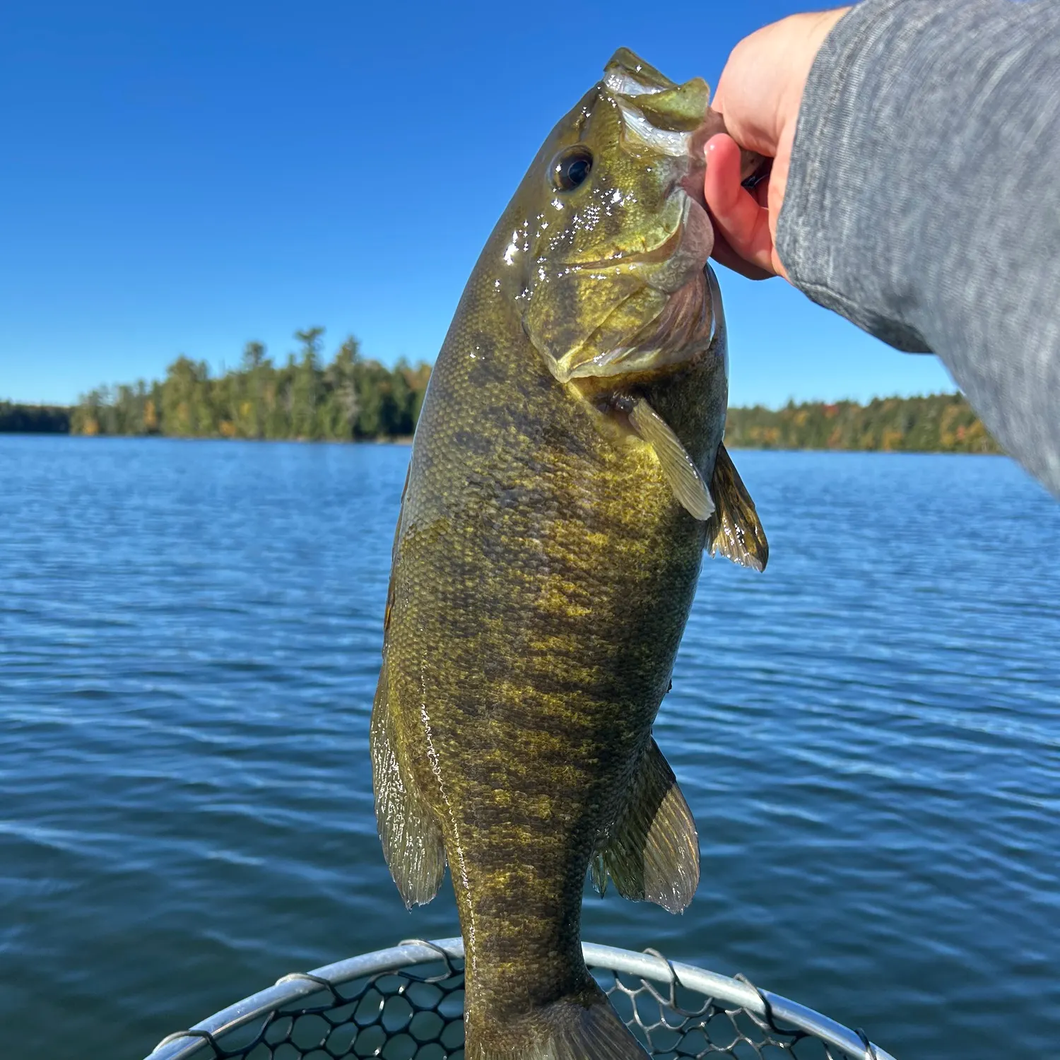 Smallmouth bass caught on Fishbrain