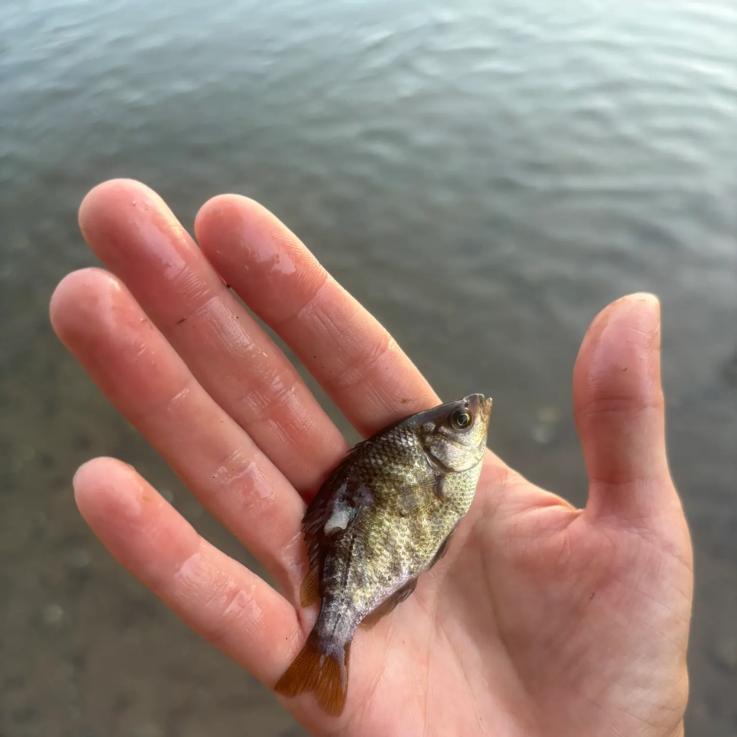 The most recent Sacramento perch catches on Fishbrain